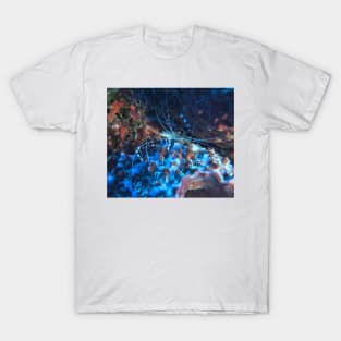 Banded Coral Shrimp at night T-Shirt